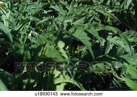 Vegetable, Nature, Plant, Kitchen garden, Vegetable garden, Cardoon, Agriculture View Large Photo Image Stock Image - Vegetable, Nature, Plant, Kitchen garden, Vegetable garden, Cardoon, Agriculture. Fotosearch