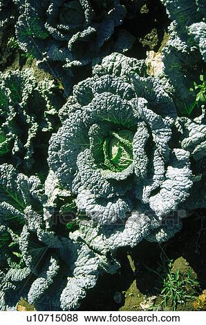 Vegetable, Nature, Plant, Kitchen garden, Vegetable garden, Cabbage, Agriculture View Large Photo Image Stock Photo - Vegetable, Nature, Plant, Kitchen garden, Vegetable garden, Cabbage, Agriculture. Fotosearch