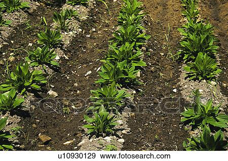 Vegetable, Nature, Plant, Kitchen garden, Vegetable garden, Leaf, Agriculture View Large Photo Image Stock Photo - Vegetable, Nature, Plant, Kitchen garden, Vegetable garden, Leaf, Agriculture. Fotosearch