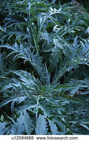 Stock Photo - Vegetable, Nature, Plant, Kitchen garden, Vegetable garden, Cardoon, Agriculture. Fotosearch