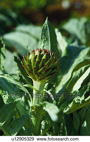 Vegetable, Nature, Plant, Kitchen garden, Vegetable garden, Cardoon, Agriculture View Large Photo Image Stock Photo - Vegetable, Nature, Plant, Kitchen garden, Vegetable garden, Cardoon, Agriculture. Fotosearch