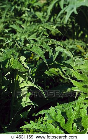 Vegetable, Nature, Plant, Kitchen garden, Vegetable garden, Cardoon, Agriculture View Large Photo Image Stock Photo - Vegetable, Nature, Plant, Kitchen garden, Vegetable garden, Cardoon, Agriculture. Fotosearch