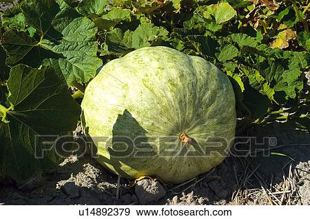 Vegetable, Nature, Plant, Kitchen garden, Vegetable garden, Pumpkin, Agriculture View Large Photo Image Stock Photo - Vegetable, Nature, Plant, Kitchen garden, Vegetable garden, Pumpkin, Agriculture. Fotosearch
