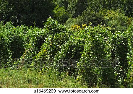 Vegetable, Nature, Plant, Kitchen garden, Vegetable garden, Pumpkin, Agriculture View Large Photo Image Stock Photo - Vegetable, Nature, Plant, Kitchen garden, Vegetable garden, Pumpkin, Agriculture. Fotosearch