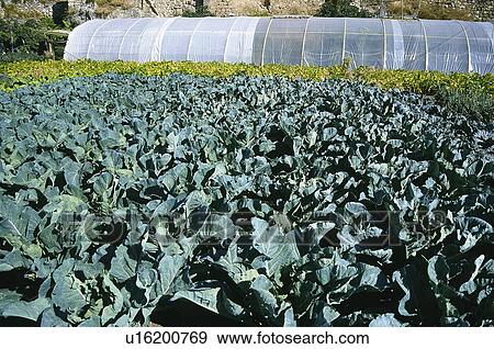 Vegetable, Nature, Plant, Kitchen garden, Vegetable garden, Cabbage, Agriculture View Large Photo Image Stock Photo - Vegetable, Nature, Plant, Kitchen garden, Vegetable garden, Cabbage, Agriculture. Fotosearch