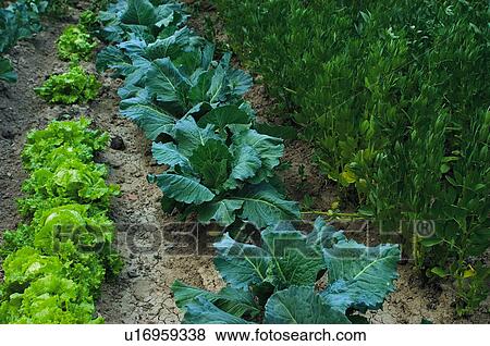 Stock Photo - Vegetable, Nature, Plant, Kitchen garden, Vegetable garden, Lettuce, Agriculture. Fotosearch