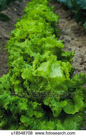 Vegetable, Nature, Plant, Kitchen garden, Vegetable garden, Lettuce, Agriculture View Large Photo Image Stock Photo - Vegetable, Nature, Plant, Kitchen garden, Vegetable garden, Lettuce, Agriculture. Fotosearch