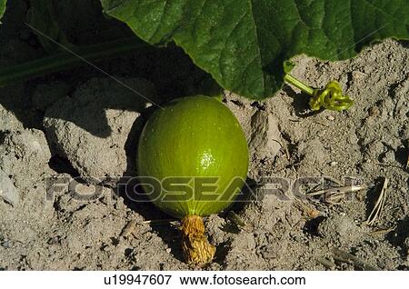 Vegetable, Nature, Plant, Kitchen garden, Vegetable garden, Pumpkin, Agriculture View Large Photo Image Stock Photo - Vegetable, Nature, Plant, Kitchen garden, Vegetable garden, Pumpkin, Agriculture. Fotosearch