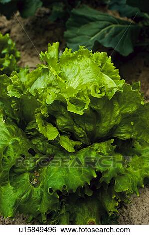 Vegetable, Nature, Plant, Kitchen garden, Vegetable garden, Lettuce, Agriculture View Large Photo Image Stock Photograph - Vegetable, Nature, Plant, Kitchen garden, Vegetable garden, Lettuce, Agriculture. Fotosearch