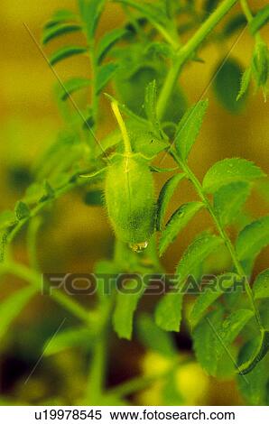 Vegetable, Nature, Plant, Kitchen garden, Vegetable garden, Legume, Agriculture View Large Photo Image Stock Photography - Vegetable, Nature, Plant, Kitchen garden, Vegetable garden, Legume, Agriculture. Fotosearch