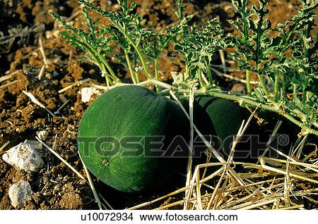 Picture - Watermelon, Nature, Plant, Kitchen garden, Vegetable garden, Watermelon plant, Agriculture. Fotosearch