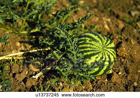 Watermelon, Nature, Plant, Kitchen garden, Vegetable garden, Watermelon plant, Agriculture View Large Photo Image Stock Photography - Watermelon, Nature, Plant, Kitchen garden, Vegetable garden, Watermelon plant, Agriculture. Fotosearch