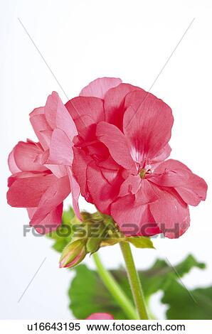 花 自然 植物 ゼラニウム ピンク 花弁 花弁 ストックフォト 写真素材 U Fotosearch