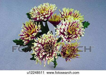 Stock Image - Flower, Flowers, Nature, Plant, Dahlia, Dahlias, Pink. Fotosearch