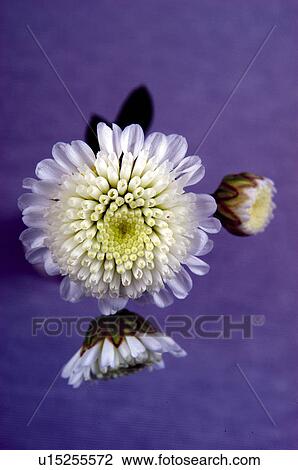 Stock Image - Flower, Flowers, Nature, Plant, Dahlia, Dahlias, White. Fotosearch