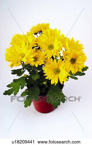 Stock Image - Flower, Flowers, Nature, Plant, Daisy, Daisies, Yellow. Fotosearch