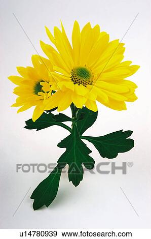 Stock Photo - Flower, Flowers, Nature, Plant, Daisy, Daisies, Yellow. Fotosearch