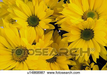 Flower, Flowers, Nature, Plant, Daisy, Daisies, Yellow View Large Photo Image Stock Photo - Flower, Flowers, Nature, Plant, Daisy, Daisies, Yellow. Fotosearch