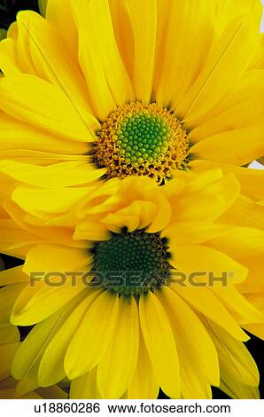 Flower, Flowers, Nature, Plant, Daisy, Daisies, Yellow View Large Photo Image Stock Photograph - Flower, Flowers, Nature, Plant, Daisy, Daisies, Yellow. Fotosearch