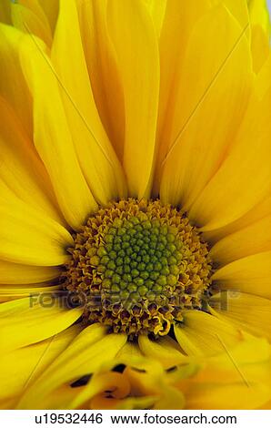 Stock Photograph - Flower, Flowers, Nature, Plant, Daisy, Yellow, Background. Fotosearch