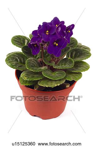 Stock Image - Flower, Flowers, Nature, Plant, Leaf, Leaves, Purple. Fotosearch