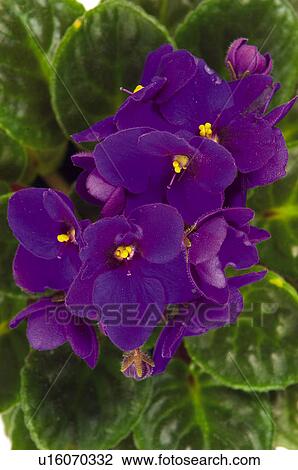Stock Image - Flower, Flowers, Nature, Plant, Leaf, Leaves, Purple. Fotosearch