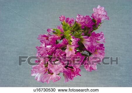 Flower, Flowers, Nature, Plant, Pink, Petal, Petals View Large Photo Image Stock Image - Flower, Flowers, Nature, Plant, Pink, Petal, Petals. Fotosearch