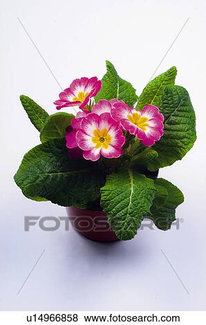 Stock Photo - Flower, Flowers, Nature, Plant, Pink, White, Yellow. Fotosearch