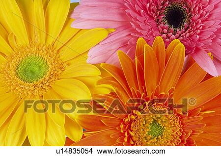 Flower, Flowers, Nature, Plant, Plants, Daisy, Daisies View Large Photo Image Picture - Flower, Flowers, Nature, Plant, Plants, Daisy, Daisies. Fotosearch