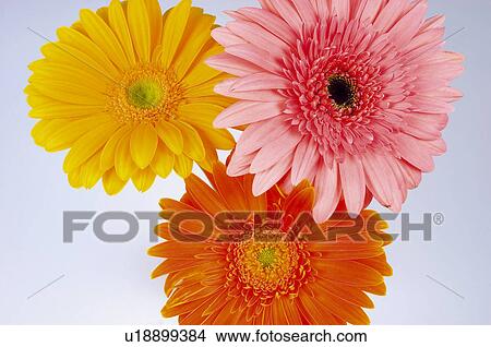 Flower, Flowers, Nature, Plant, Plants, Daisy, Daisies View Large Photo Image Picture - Flower, Flowers, Nature, Plant, Plants, Daisy, Daisies. Fotosearch