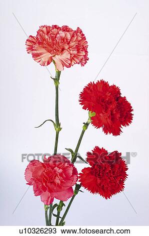 Flower, Flowers, Nature, Plant, Plants, Carnation, Carnations View Large Photo Image Stock Image - Flower, Flowers, Nature, Plant, Plants, Carnation, Carnations. Fotosearch