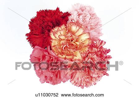 Flower, Flowers, Nature, Plant, Plants, Carnation, Carnations View Large Photo Image Stock Image - Flower, Flowers, Nature, Plant, Plants, Carnation, Carnations. Fotosearch