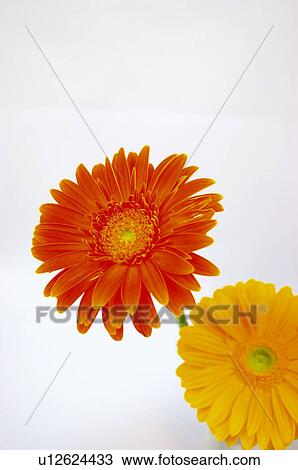 Flower, Flowers, Nature, Plant, Plants, Daisy, Daisies View Large Photo Image Stock Image - Flower, Flowers, Nature, Plant, Plants, Daisy, Daisies. Fotosearch