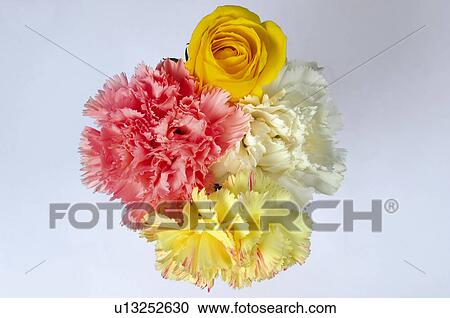 Flower, Flowers, Nature, Plant, Plants, Carnation, Carnations View Large Photo Image Stock Image - Flower, Flowers, Nature, Plant, Plants, Carnation, Carnations. Fotosearch