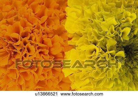 Flower, Flowers, Nature, Plant, Plants, Calendula, Marigold View Large Photo Image Stock Image - Flower, Flowers, Nature, Plant, Plants, Calendula, Marigold. Fotosearch