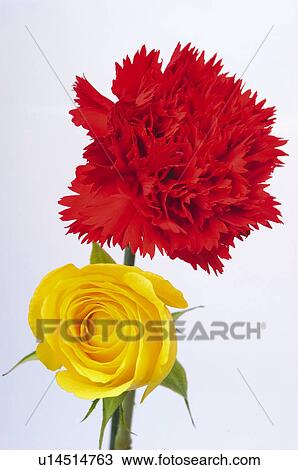 Stock Image - Flower, Flowers, Nature, Plant, Plants, Rose, Yellow. Fotosearch