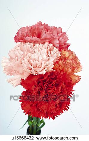 Stock Image - Flower, Flowers, Nature, Plant, Plants, Carnation, Carnations. Fotosearch