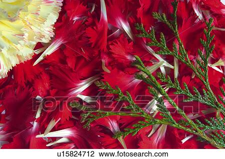 Flower, Flowers, Nature, Plant, Plants, Carnation, Petal View Large Photo Image Stock Image - Flower, Flowers, Nature, Plant, Plants, Carnation, Petal. Fotosearch