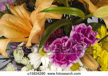 Stock Image - Flower, Flowers, Nature, Plant, Plants, Carnation, Daisy. Fotosearch