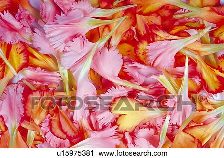 Stock Image - Flower, Flowers, Nature, Plant, Plants, Carnation, Petal. Fotosearch