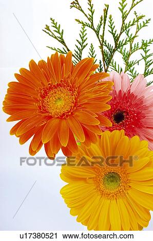 Flower, Flowers, Nature, Plant, Plants, Daisy, Daisies View Large Photo Image Stock Image - Flower, Flowers, Nature, Plant, Plants, Daisy, Daisies. Fotosearch