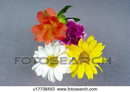 Stock Image - Flower, Flowers, Nature, Plant, Plants, Daisy, Daisies. Fotosearch