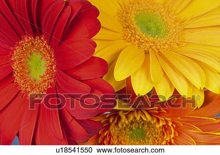 Stock Image - Flower, Flowers, Nature, Plant, Plants, Daisy, Daisies. Fotosearch