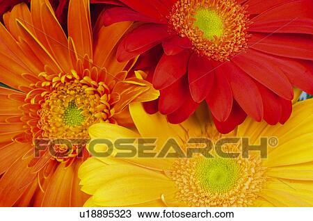 Stock Image - Flower, Flowers, Nature, Plant, Plants, Daisy, Daisies. Fotosearch