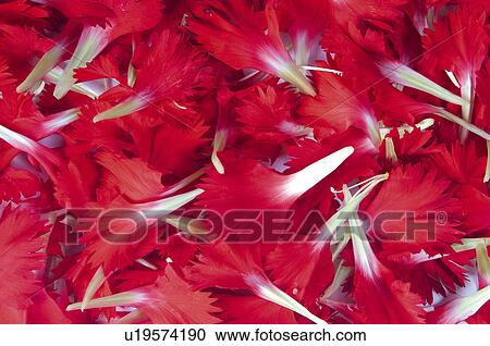Flower, Flowers, Nature, Plant, Plants, Carnation, Petal View Large Photo Image Stock Image - Flower, Flowers, Nature, Plant, Plants, Carnation, Petal. Fotosearch