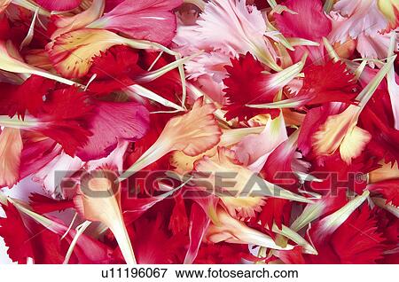 Stock Photo - Flower, Flowers, Nature, Plant, Plants, Carnation, Petal. Fotosearch