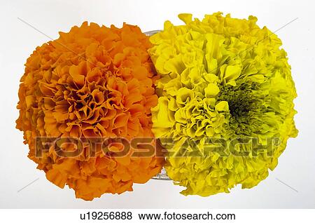Stock Photo - Flower, Flowers, Nature, Plant, Plants, Calendula, Marigold. Fotosearch