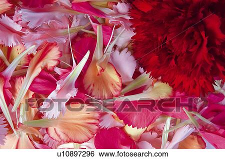 Flower, Flowers, Nature, Plant, Plants, Carnation, Petal View Large Photo Image Stock Photograph - Flower, Flowers, Nature, Plant, Plants, Carnation, Petal. Fotosearch