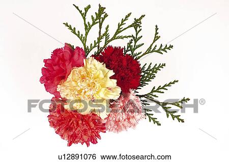 Stock Photograph - Flower, Flowers, Nature, Plant, Plants, Carnation, Carnations. Fotosearch