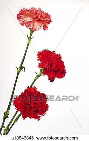 Flower, Flowers, Nature, Plant, Plants, Carnation, Carnations View Large Photo Image Stock Photography - Flower, Flowers, Nature, Plant, Plants, Carnation, Carnations. Fotosearch